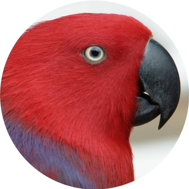 ENJOYED BY AFRICAN GREYS, ECLECTUS, LARGE CONURES (PATAGONIAN),  LARGE MINI MACAW (YELLOW-COLLARED, SEVERE), SMALL AMAZON (WHITE-FRONTED, ORANGE-WINGED, BLUE -FRONTED),  SMALL COCKATOO (GOFFIN'S, LESSER SULPHUR-CRESTED, GALAH)