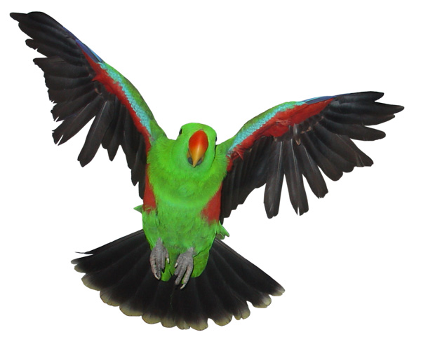 Bird Toys And Parrot In All Sizes