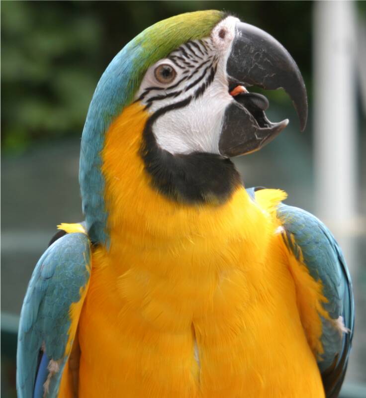 Macaw+parrot+blue+and+gold