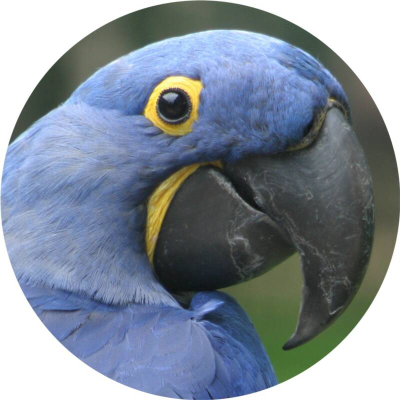 ENJOYED BY LARGE MACAW (GREEN-WINGED, HYACINTHS), LARGE COCKATOO (MOLUCCAN, PALM), ANY HUGE CHEWING PARROT