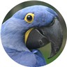 ENJOYED BY LARGE MACAW (GREEN-WINGED, HYACINTHS), LARGE COCKATOO (MOLUCCAN, PALM),  ANY OTHER HUGE CHEWERS