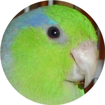 ENJOYED BY  FINCH, CANARY, PARROTLET, PARAKEET, BUDGIE, GREY CHEEK PARAKEET