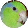 ENJOYED BY FINCH, CANARY, PARROTLET, PARAKEET, BUDGIE, GREY CHEEK PARAKEET